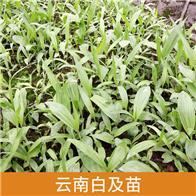 探索白芨种植致富路 云南兴成中药材种植销售实践