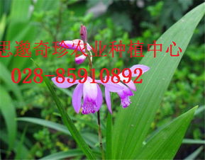 云南普洱地区白芨种植可行性分析