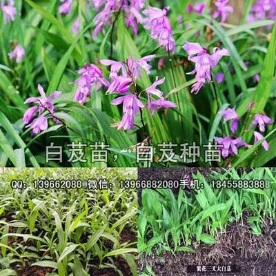 白芨种苗价格,紫花三叉白芨苗种植技术,白芨苗亩产量